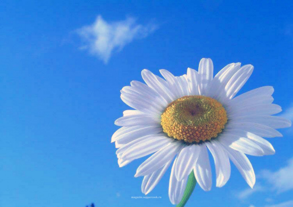 Вафельная картинка "Ромашка"