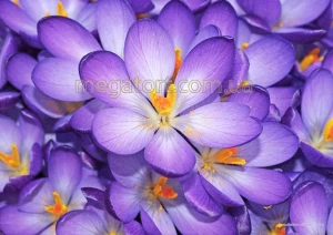 Вафельна картинка "Квіти №51"