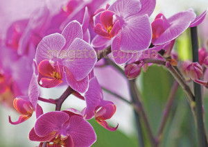 Вафельная картинка "Цветы №72"