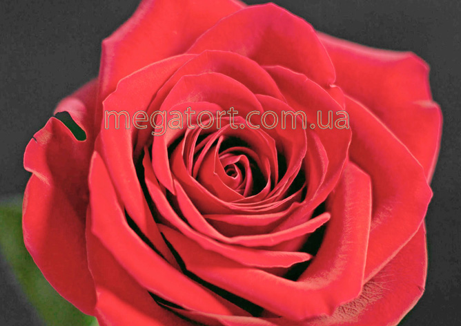 Вафельная картинка "Цветы №73"