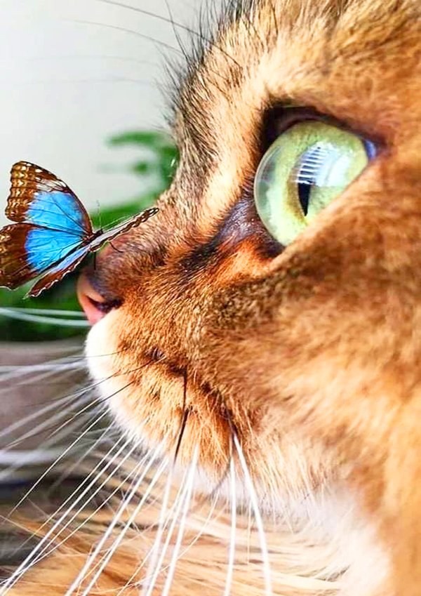 Вафельна картинка "Котик з метеликом"