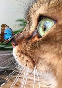 Вафельная картинка "Кошка с бабочкой"